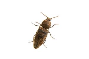 Click beetle Agrypnus murinus on a white background photo