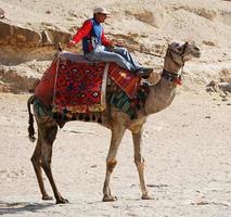 Cairo, Egypt, 2008 - Camel driver waiting for tourists in the area of Giza. Cairo, Egypt photo