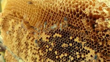 Bees on the honeycomb. Honeycomb with bee bread. video