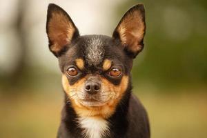 Domestic animal, mini size Chihuahua tricolor dog. Dog against the background of a blurred backdrop. photo