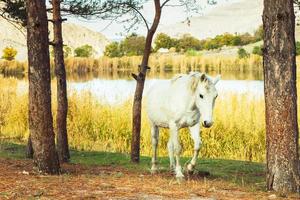 gorgeous white horse photo
