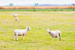 shaved sheep in field photo