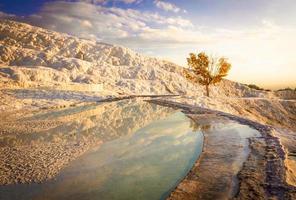 árbol de otoño por travertinos y alrededor de los manantiales minerales en un espectacular destino turístico en Turquía: Pamukkale. 27.11.2019. condiciones otoñales y árbol amarillo en el fondo. foto