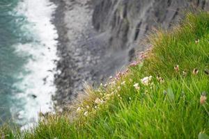 flora by Moher cliffs photo