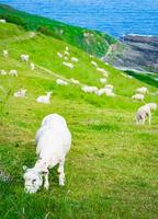 Feeding sheeps in north of Europe photo