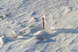 Natural background with ice crystals on plants after an icy rain. photo