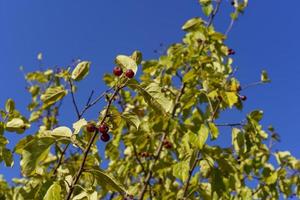 Branches of a wild apple tree with fruits on a blue sky background