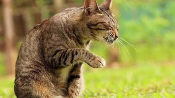 süße braune Katze auf natürlichem Hintergrundunschärfe