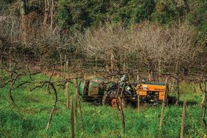 Bento Goncalves, Brazil - July 12, 2019. Landscape with a farmer on a tractor amid leafless grapevines, in a vineyard near Bento Goncalves. A friendly country town famous for its wine production. photo