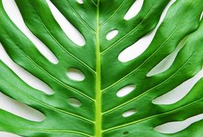 Real exotic monstera leaf photo