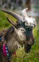 stylish sheep close up photo