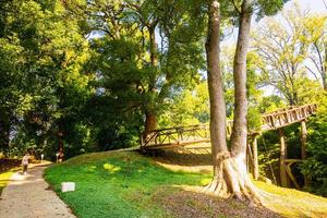 Batumi dendrological park photo