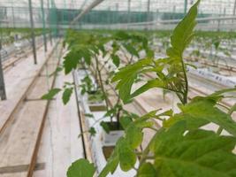 growing tomatoe plants in agriculture photo