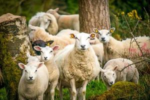 White domestic sheeps in Northern IReland photo