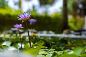 Purple lotus flowers in tropical garden lake, pond. Floral nature with blurred jungle landscape photo