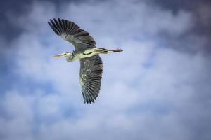 Great blue heron flying against a beautiful blue cloudy sky photo