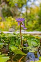 Purple lotus flowers in tropical garden lake, pond. Floral nature with blurred jungle landscape photo