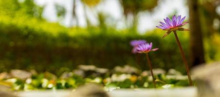 Purple lotus flowers in tropical garden lake, pond. Floral nature with blurred jungle landscape photo