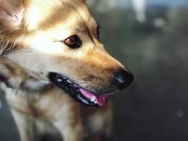 Landscape Photo of Brown Dog