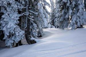 Smooth fresh snow under snow covered pine trees photo