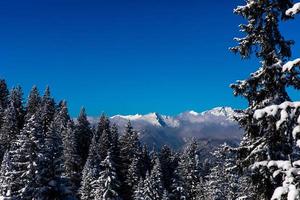 Snow covered pine trees with mountain range in the background