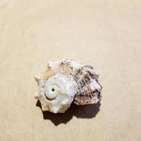 Seashell on a sand colored craft paper background photo