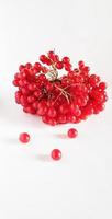 Viburnum berries on a white background photo