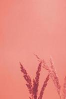 Shadows of twigs of dry plants on the wall in coral color tinted. Nature vertical background with copy space photo