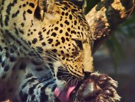 The leopard is using a lick tongue to clean the paws. photo