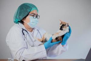 el veterinario examina al gato y lo vacuna.
