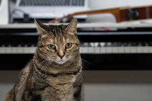 common cat sitting with a piano in the background photo