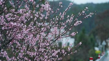 The beautiful peach flowers blooming in the wild field in spring photo