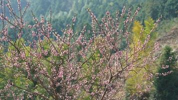 The beautiful peach flowers blooming in the wild field in spring photo