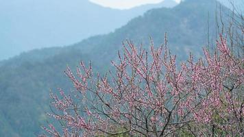 The beautiful peach flowers blooming in the wild field in spring photo