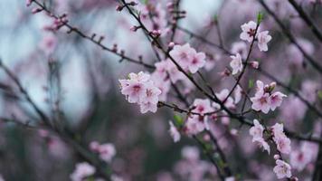 The beautiful peach flowers blooming in the wild field in spring photo