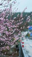 The beautiful peach flowers blooming in the wild field in spring photo