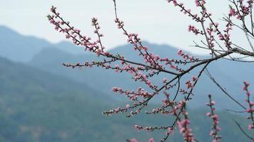 The beautiful peach flowers blooming in the wild field in spring photo