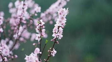 The beautiful peach flowers blooming in the wild field in spring photo
