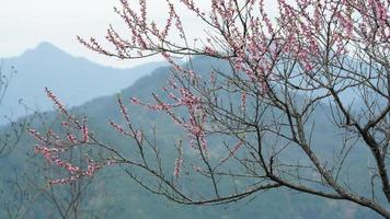 The beautiful peach flowers blooming in the wild field in spring photo
