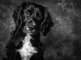 Cocker Spaniel Dog photo