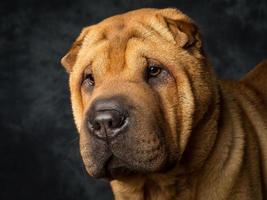 perro shar pei foto