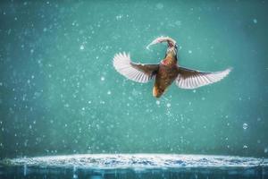 Martín pescador común Alcedo atthis foto