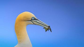 Northern Gannet Pictured In UK photo