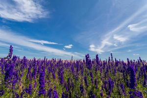 Delphinium Flower Farm photo