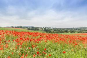 Wild Poppy Meadow photo