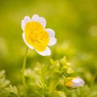 Yellow Spring Flower photo