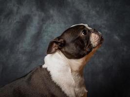 Boston Terrier Dog photo