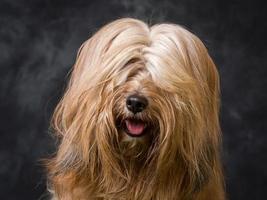 Tibetan Terrier Dog photo