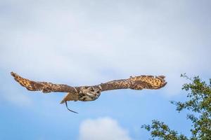 UK Owl Sanctuary