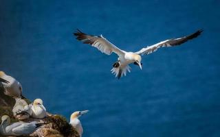 Northern Gannet In Flight UK